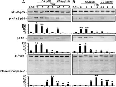 Evidence That Tumor Microenvironment Initiates Epithelial-To-Mesenchymal Transition and Calebin A can Suppress it in Colorectal Cancer Cells